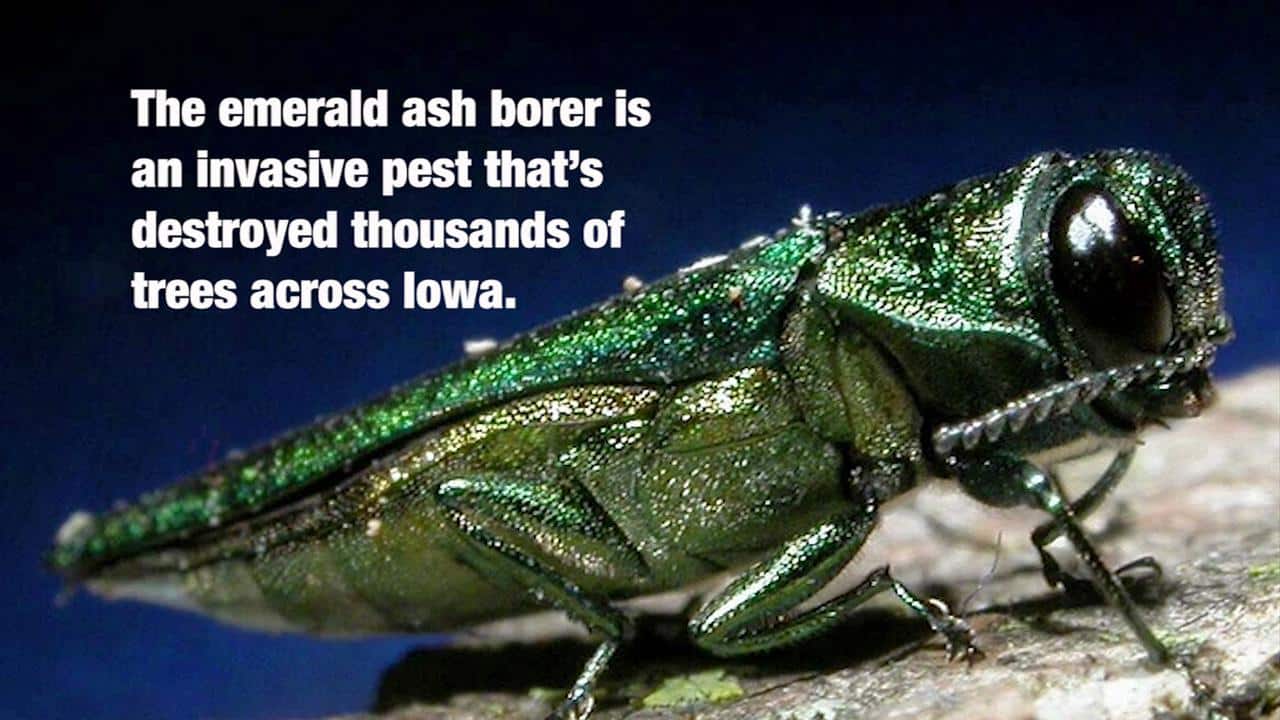 Tree-killing emerald ash borer found in Tompkins, Schuyler counties