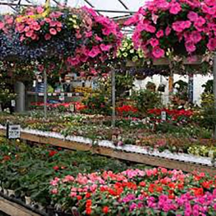 Hector Plant Sale returns with flowers, food, and fun Hector Plant Sale returns with flowers, food, and fun