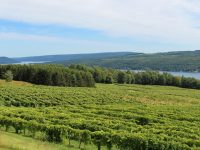 Finger Lakes or bust: how wineries are taking innovative approaches to changing climate