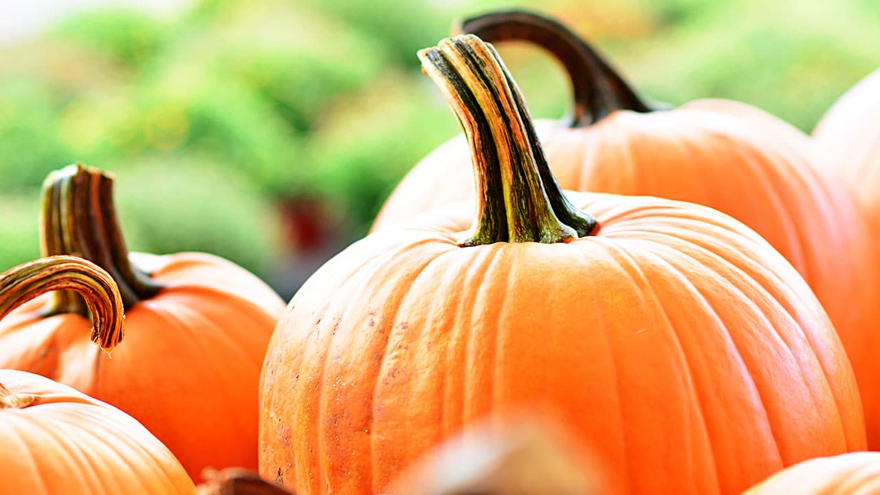 Use your pumpkins for something after Halloween
