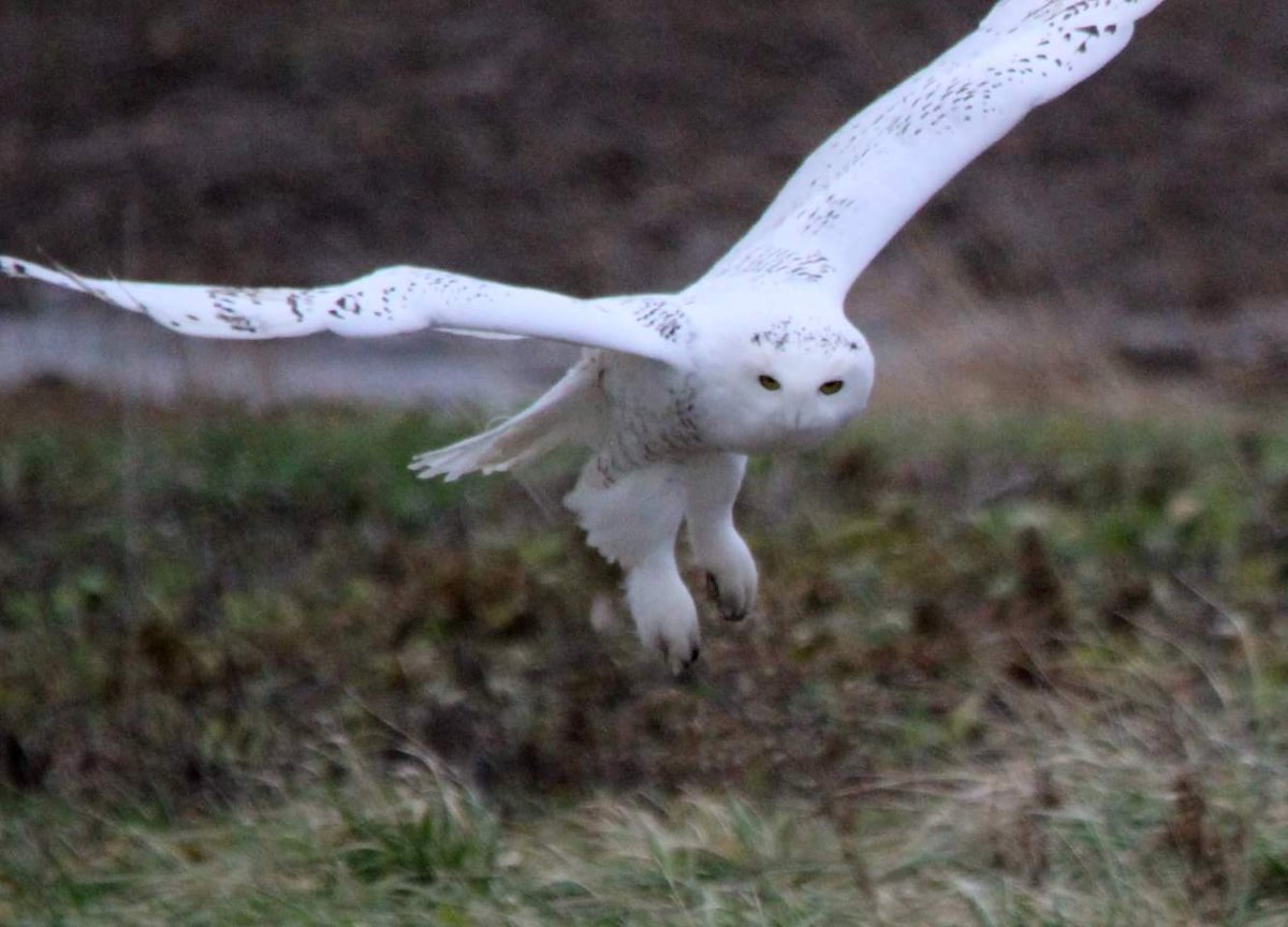 DEBRIEF: Sandhill Cranes & Snowy Owls in the Finger Lakes (podcast)