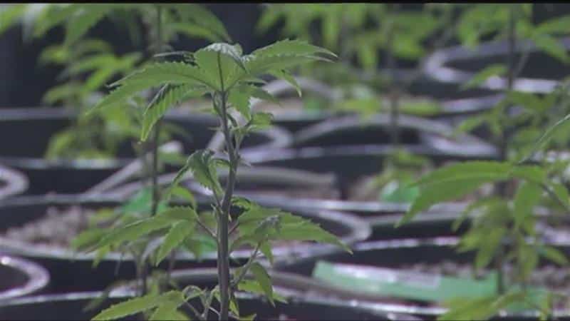 Constellation Brands betting big on marijuana legalization Constellation Brands betting big on marijuana legalization