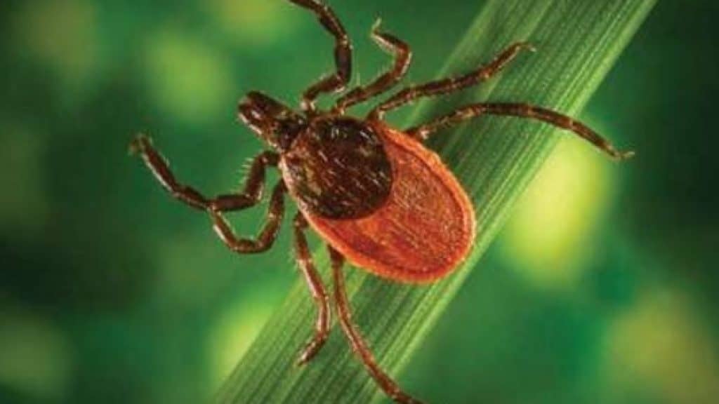 Lyme vaccine being worked on, but doctors warn of other tick-borne diseases