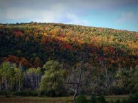 Fire planned in Finger Lakes forest to restore habitat