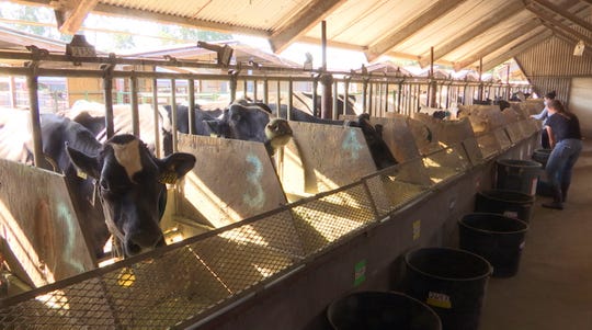M investment to boost NY dairy plants