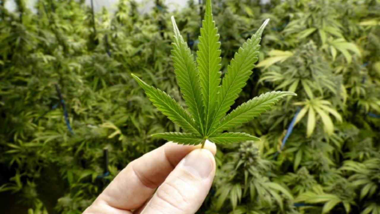 New York doctors get cannabis training
