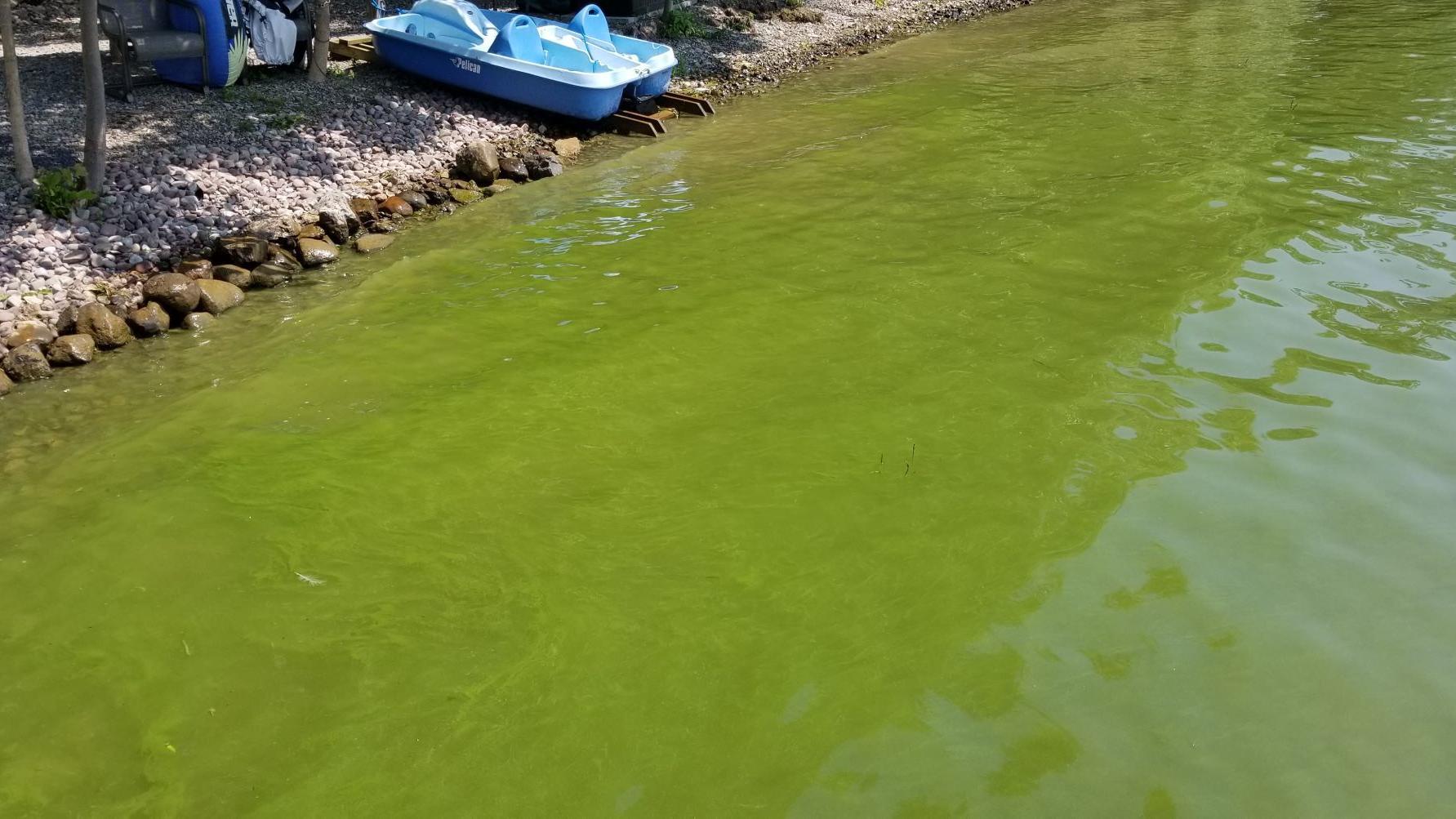 Earliest algal bloom hits Cayuga Lake
