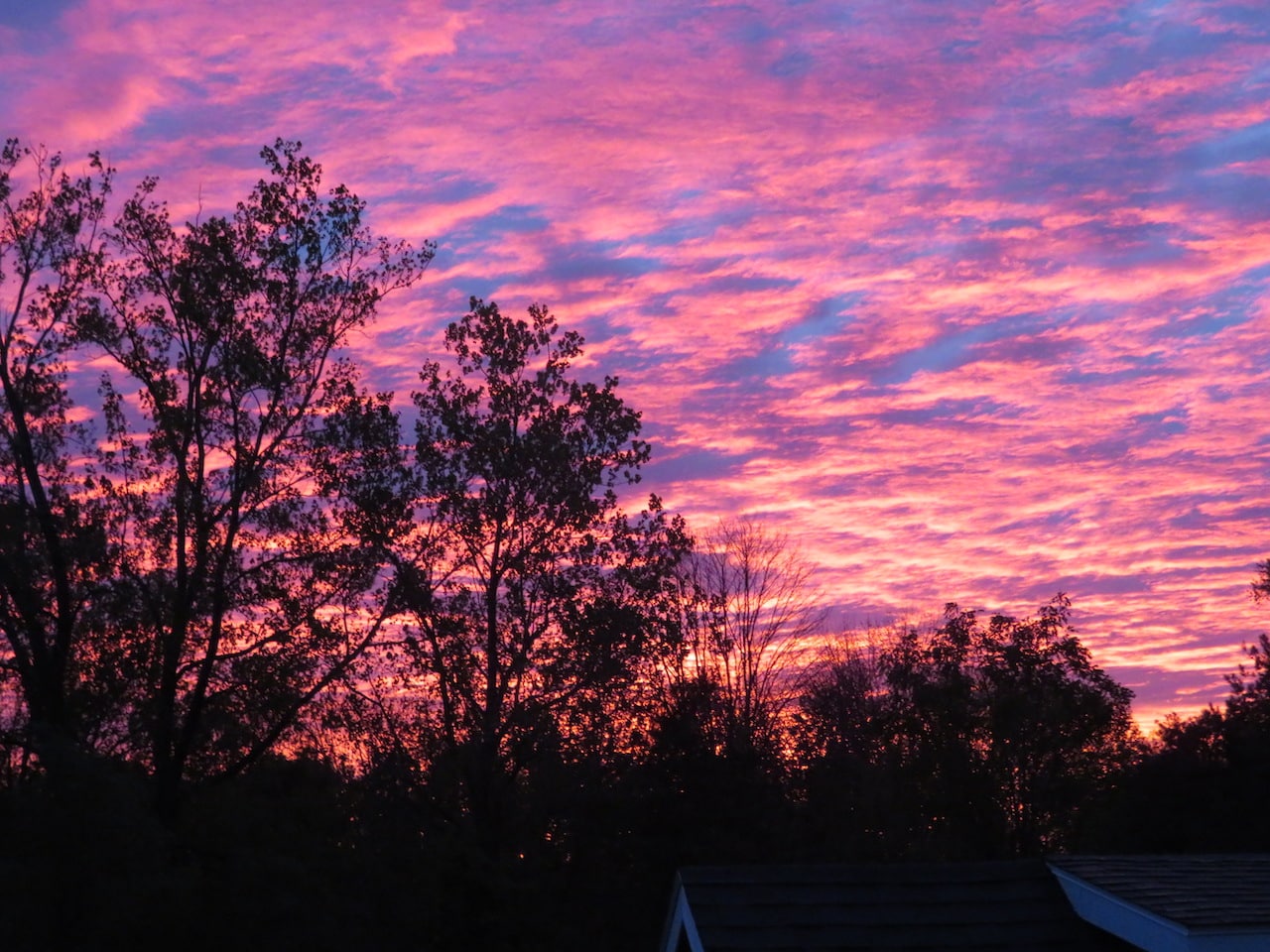 Light over the trees (photo)