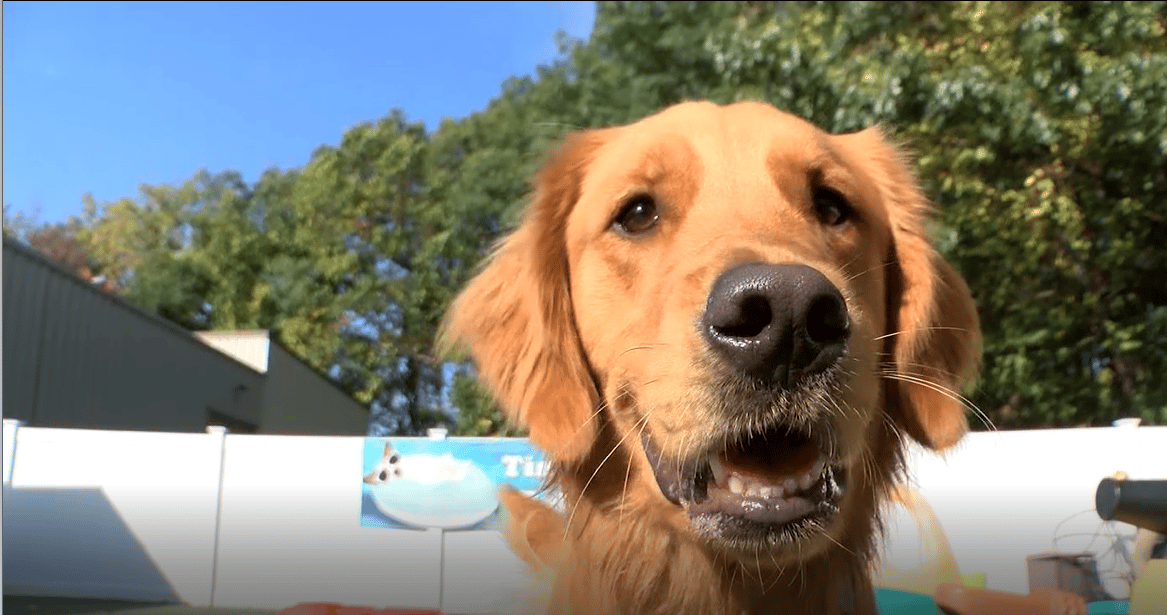 Happy Tails offers free adoptions in Canandaigua
