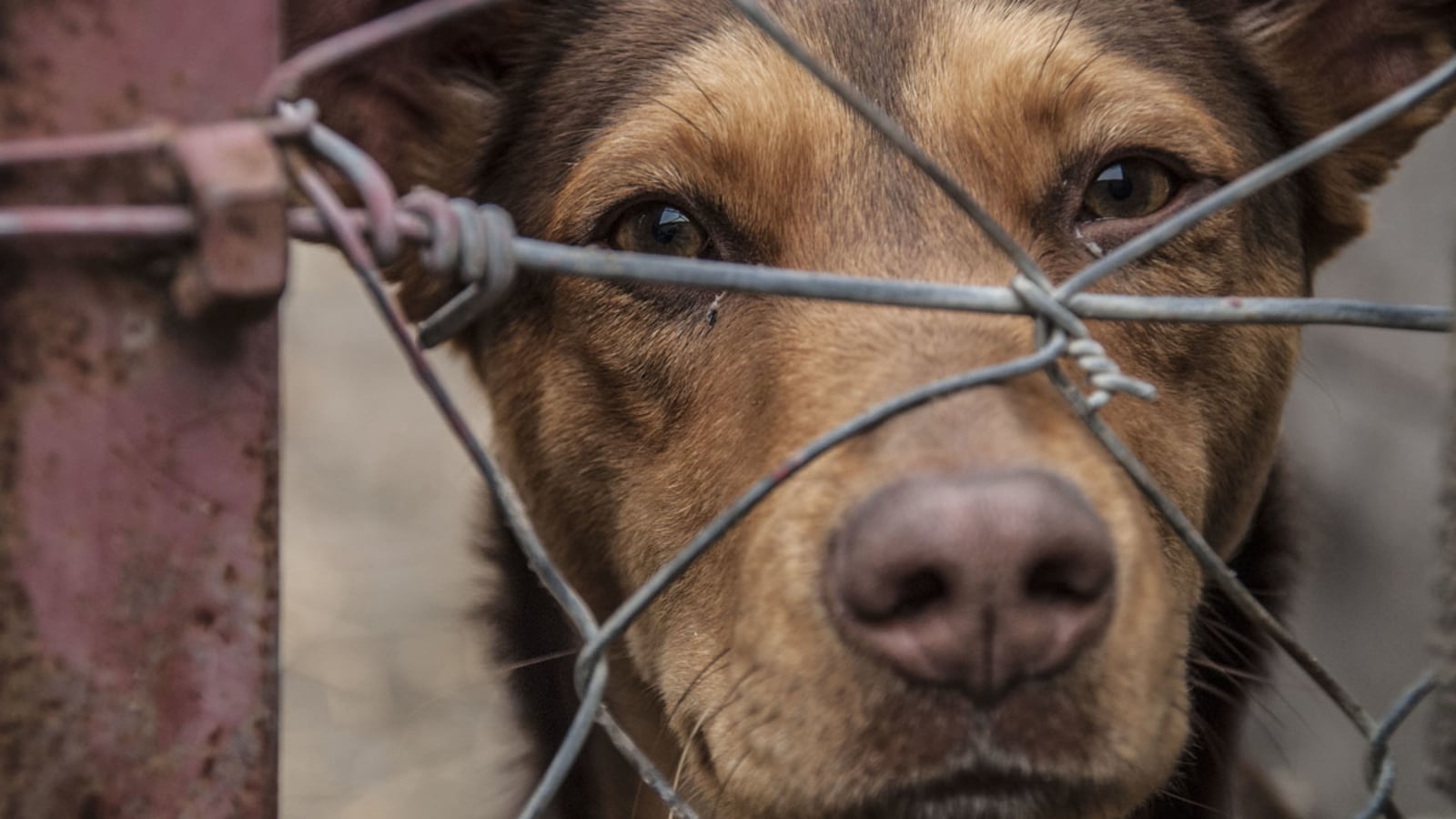Could Cayuga County have an animal abuse registry? Sheriff says it’s a priority Could Cayuga County have an animal abuse registry? Sheriff says it’s a priority