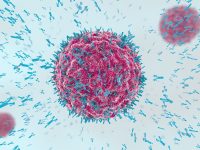 Measles wreaks havoc on the immune system