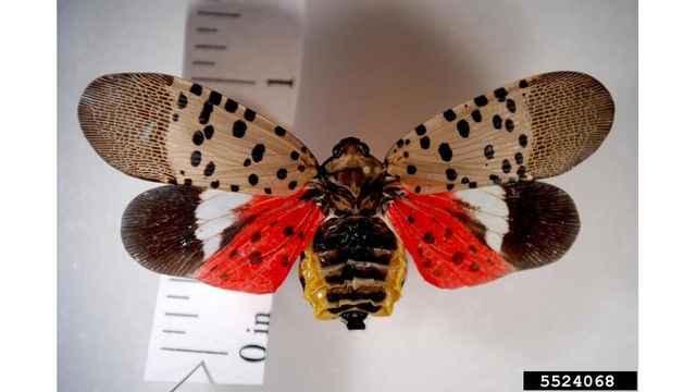 Lanternfly threat grows across Southern Tier Lanternfly threat grows across Southern Tier