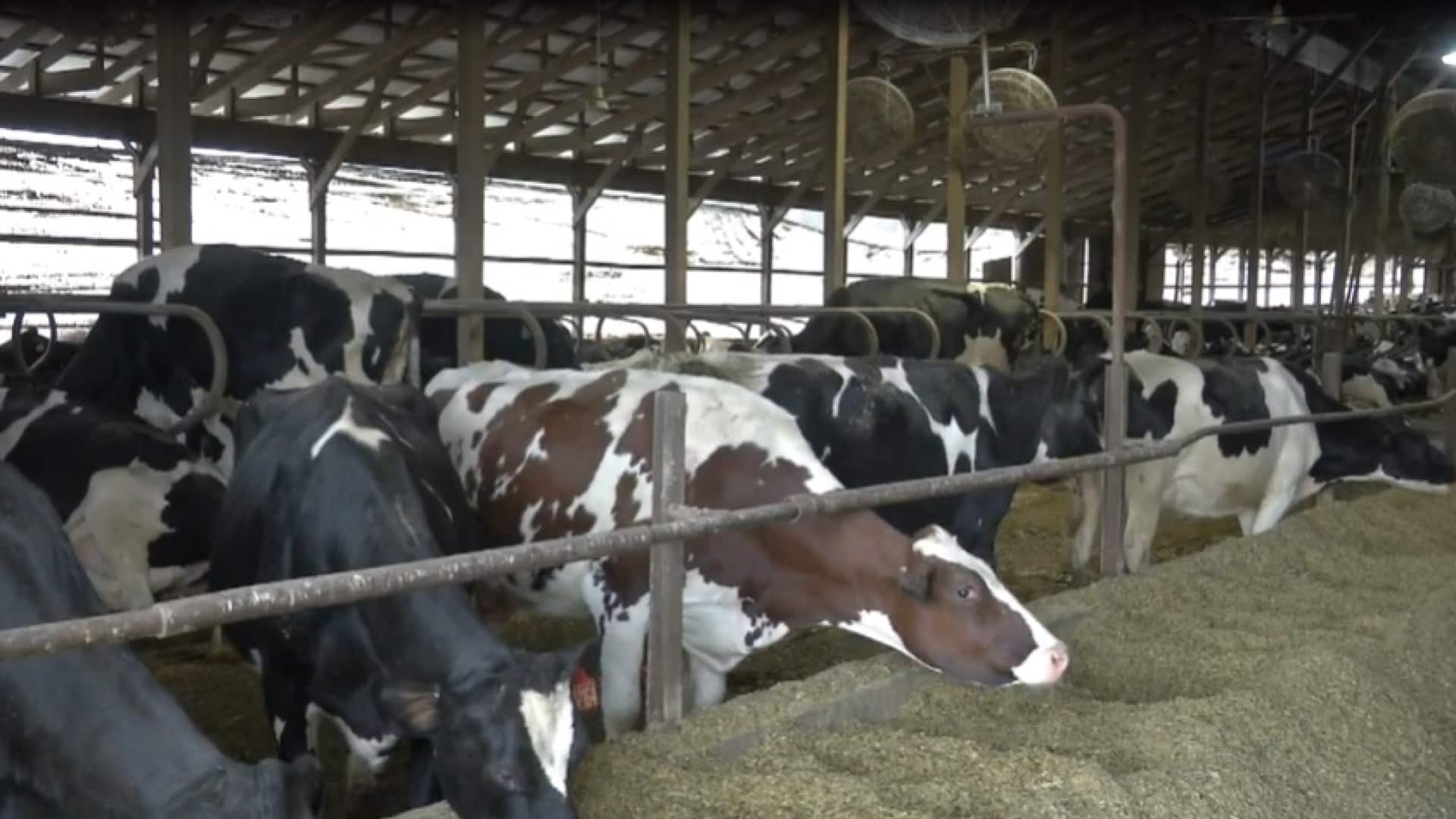 NY dairy farms receive M as permit bill sparks backlash NY dairy farms receive M as permit bill sparks backlash