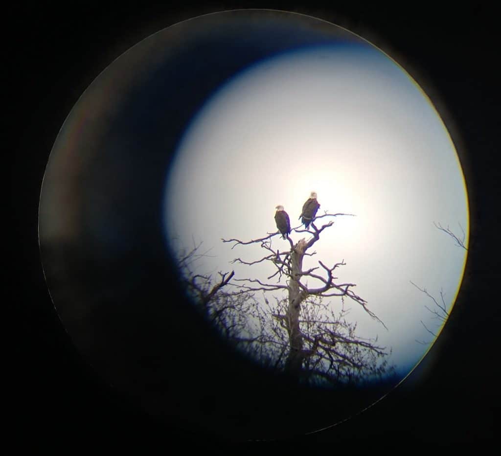 Eagles in the light (photo)