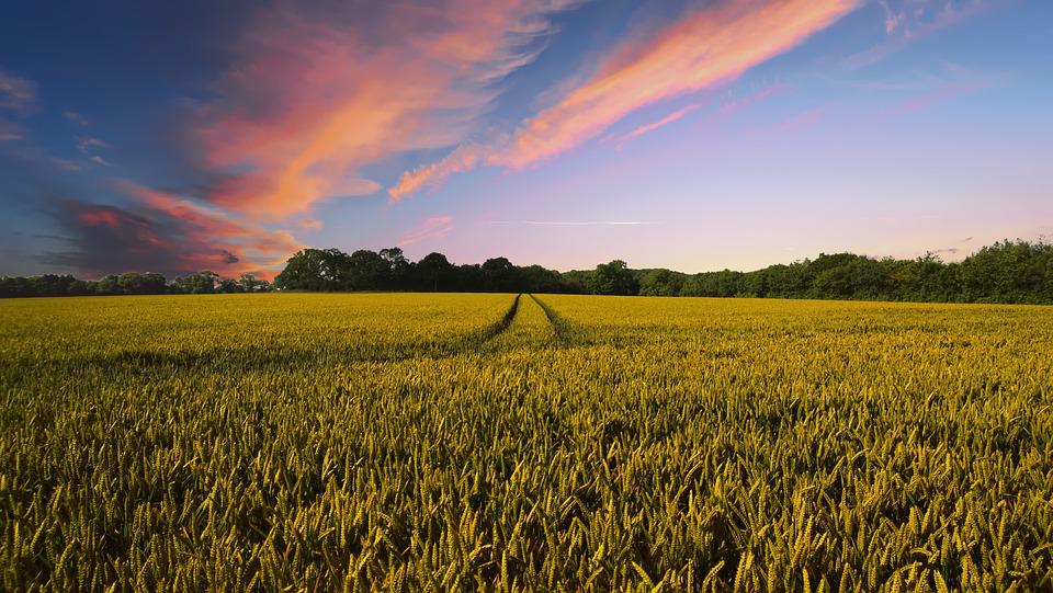 New York farmers face July 15 crop acreage reporting deadline New York farmers face July 15 crop acreage reporting deadline