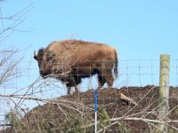 Bison in Arcadia (photo)