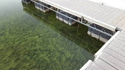 Harmful algae blooms expected to return soon Harmful algae blooms expected to return soon