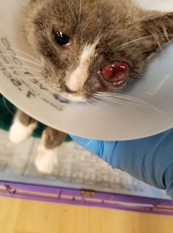 Kitten thrown from pickup truck in Schuyler County, search on for suspect Kitten thrown from pickup truck in Schuyler County, search on for suspect