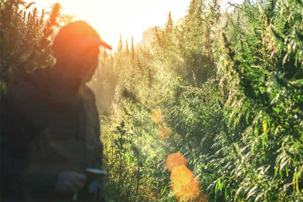 LOCATE FINGER LAKES: Industrial hemp demand is rising in New York State LOCATE FINGER LAKES: Industrial hemp demand is rising in New York State