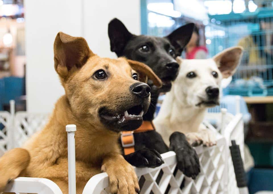 Rescuing an animal in need of love: What efforts are being made to help at the Finger Lakes SPCA of CNY? Rescuing an animal in need of love: What efforts are being made to help at the Finger Lakes SPCA of CNY?