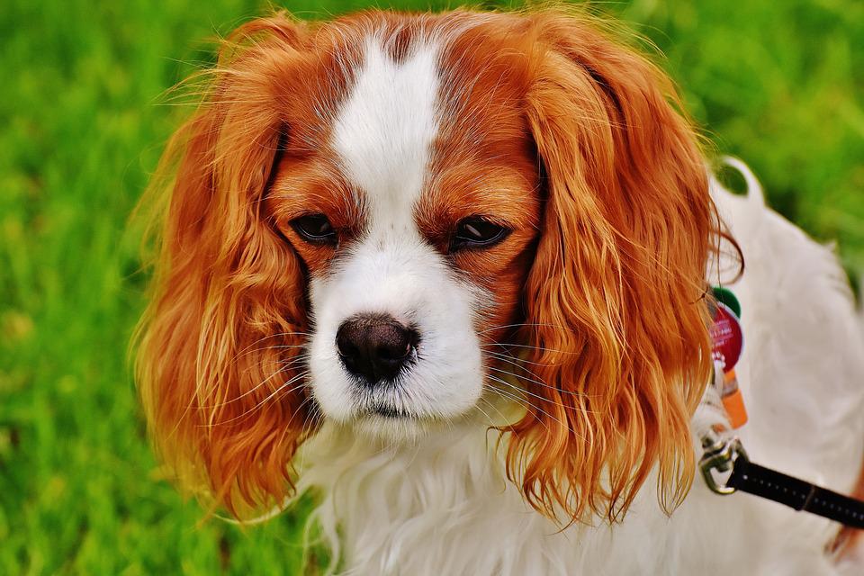 Poisoned pet food found in Tompkins County park
