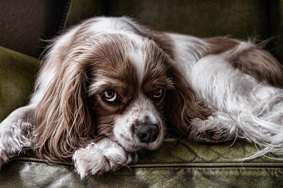 Keeping dog coats soft – home care strategies Keeping dog coats soft – home care strategies
