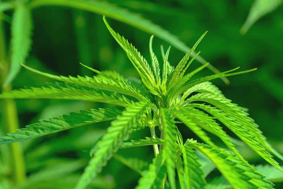 Study finds most cannabis users drive same day they consume, raising safety concerns Study finds most cannabis users drive same day they consume, raising safety concerns