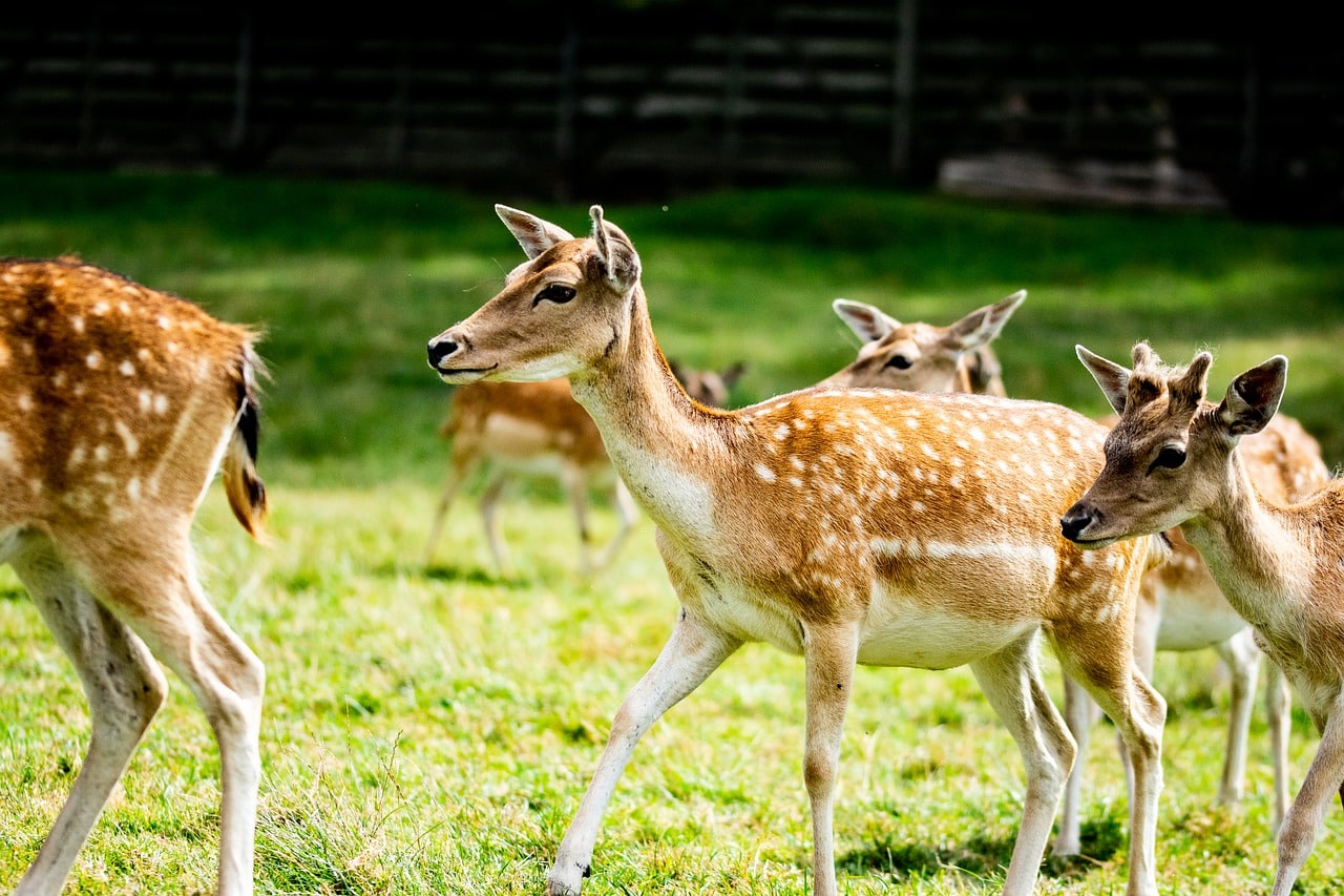 New York opens 2025-26 hunting and trapping license sales