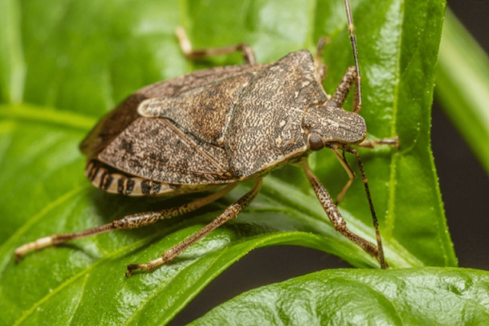 Cornell study estimates up to 20 million insect species worldwide