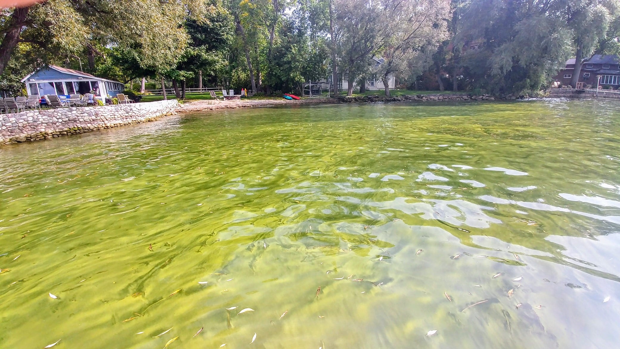 Experts to address harmful algal blooms at Cayuga Lake conference Experts to address harmful algal blooms at Cayuga Lake conference