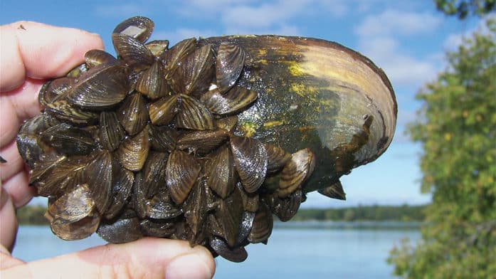 New York launches Invasive Species Awareness Week on June 9