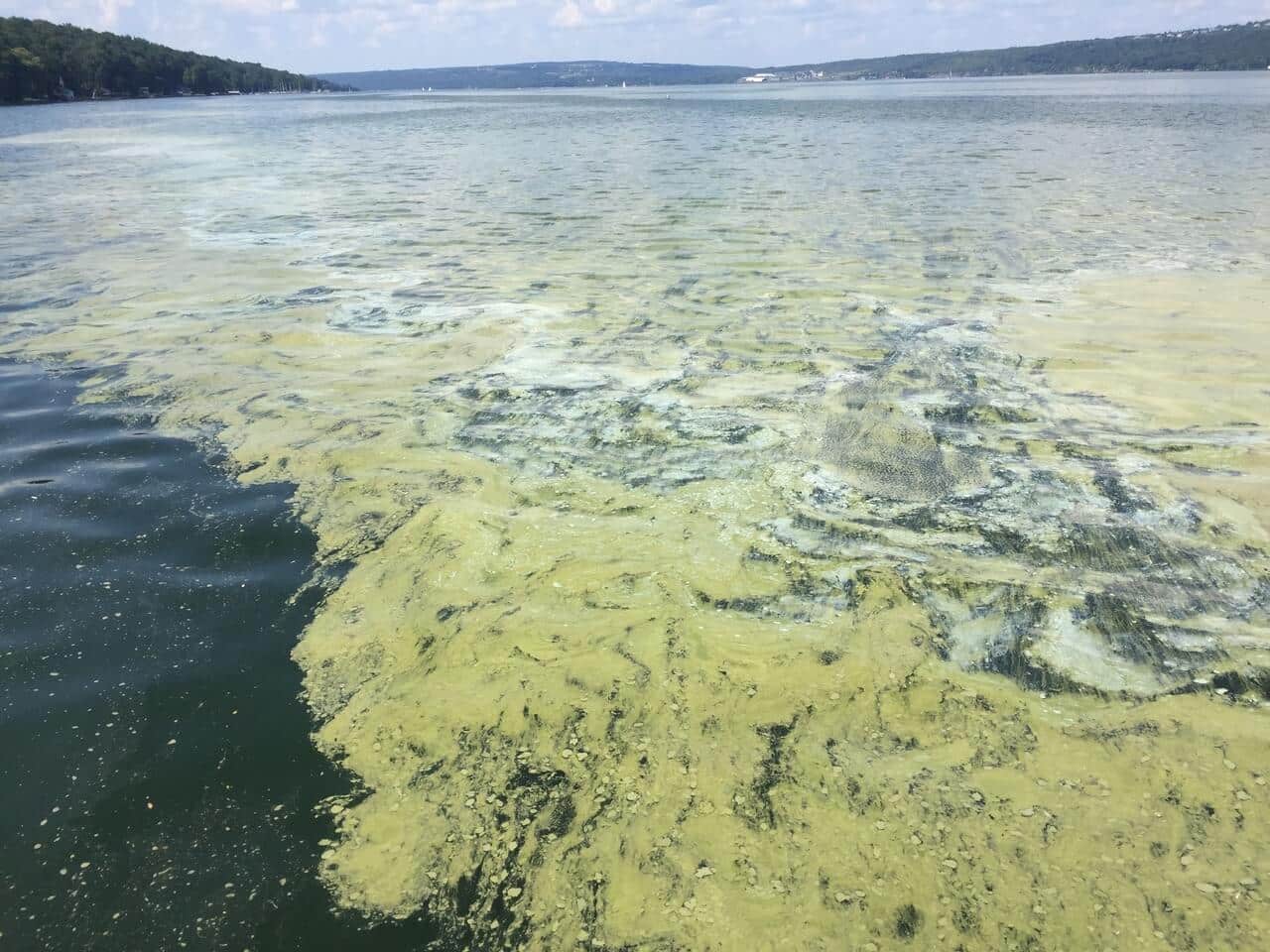 Harmful algal blooms continue to be a problem on Cayuga Lake with 23 repo