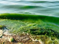 Pilot program launched to help contain the spread of harmful algal blooms in