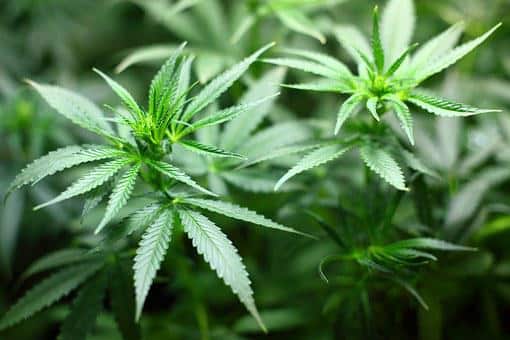 Do ‘no smoking’ laws apply to cannabis in New York?