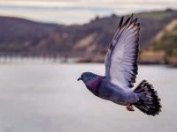 Racing pigeon makes it from Canada to Sodus Point before stopping