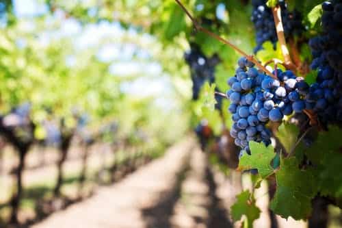 Colloca Estate Winery will have a dinner in celebration of its expansion