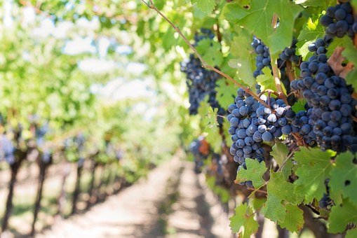 Spotted lanternfly threatens Finger Lakes grape industry Spotted lanternfly threatens Finger Lakes grape industry