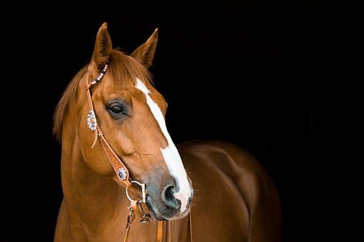 Cayuga County seeks ‘imminent threat’ declaration after EEE kills horse Cayuga County seeks ‘imminent threat’ declaration after EEE kills horse