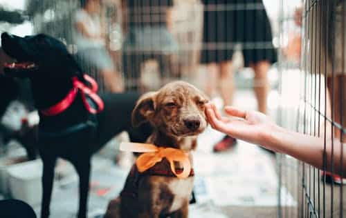 Donations made to Auburn animal shelter in honor of Betty White