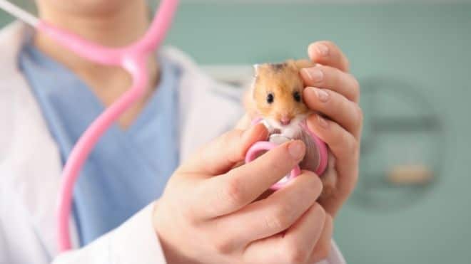 Can hamsters give humans COVID-19? Can hamsters give humans COVID-19?