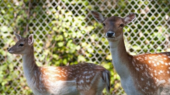deer in NYC test positive for Omicron variant of COVID-19
