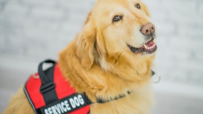 service dog that can be claimed under certain deductions with the IRS on your tax return