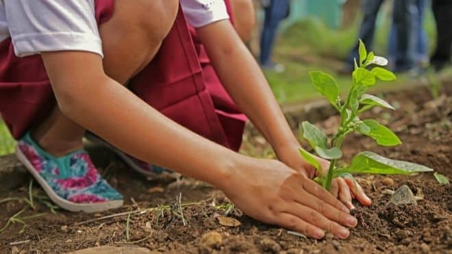 Rural Health Network offers garden grants to Southern Tier, Tompkins County schools