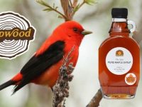 Dryden’s Sapwood Farm one of six ‘bird-friendly’ maple producers in New York