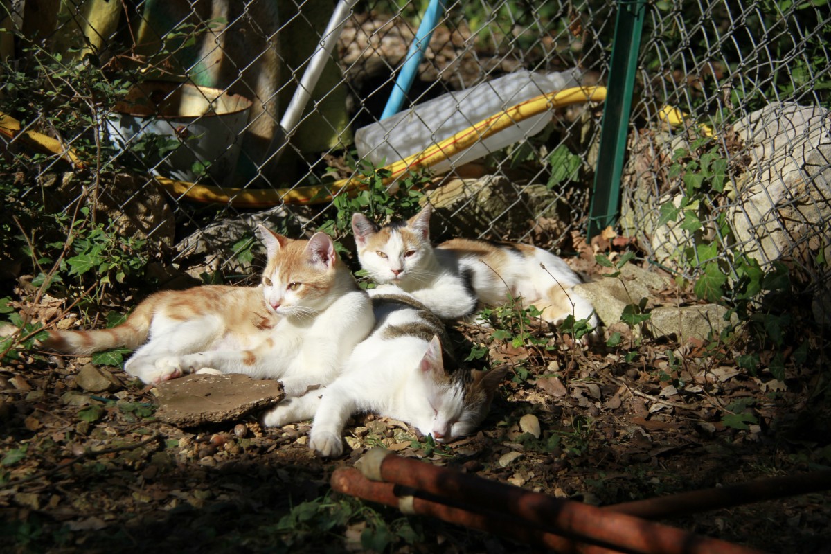 Avoca home swamped by cats raises health, legal concerns Avoca home swamped by cats raises health, legal concerns