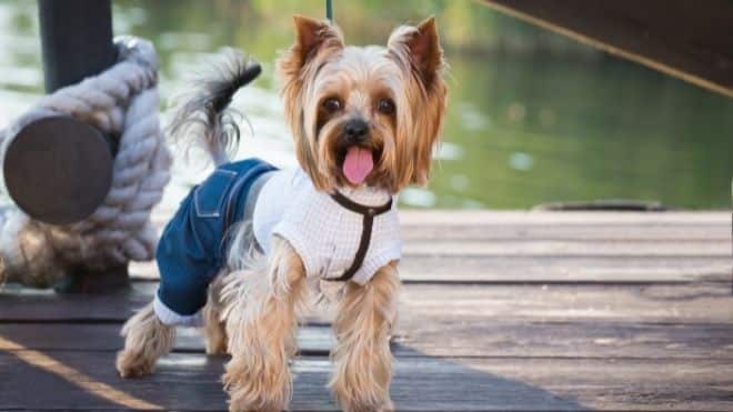 In the wake of complaints, Hornell imposes four dog limit per household