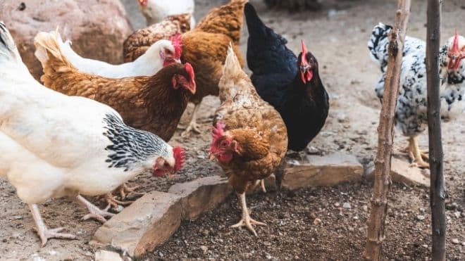 New York monitors low-risk avian flu amid precautions New York monitors low-risk avian flu amid precautions