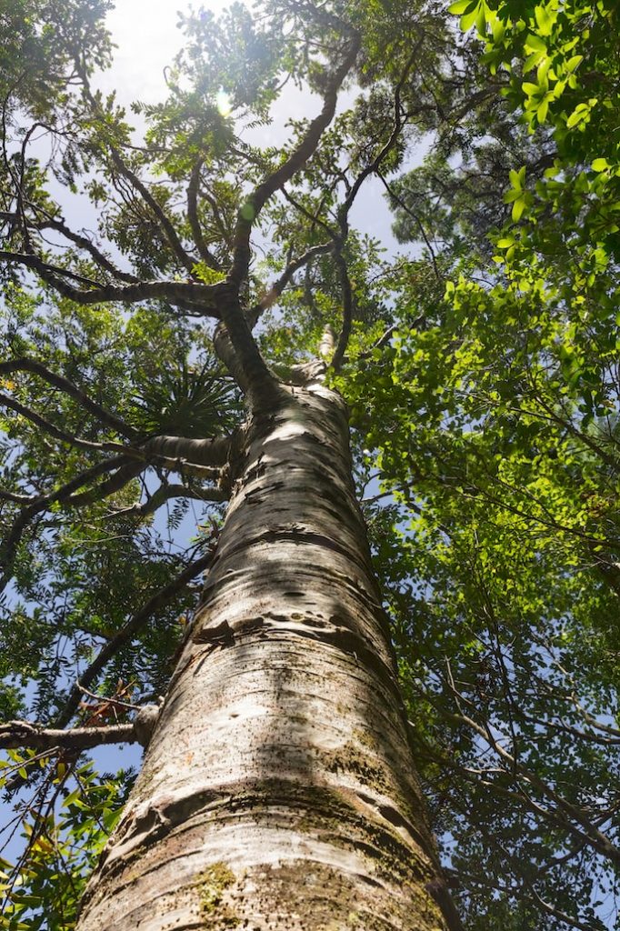 Cornell takes aim at ash tree extinction with pest-resistant planting