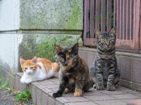 Groups taking on the problem of cat overpopulation in Cayuga County