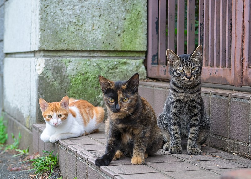 Two cats test positive for rabies in Yates County: Health officials issue guidance Two cats test positive for rabies in Yates County: Health officials issue guidance